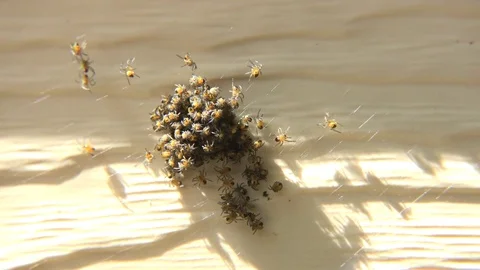 Baby Spiders emerging Stock Footage 75912115
