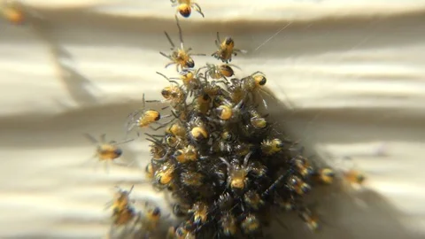 Baby Spiders emerging Stock Footage 75912168