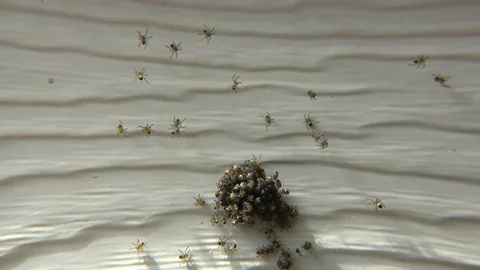 Baby Spiders emerging Stock Footage 75912176
