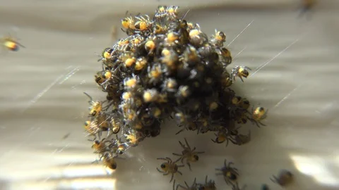 Baby Spiders emerging Stock Footage