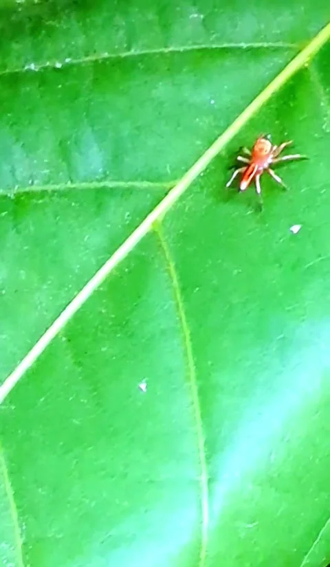 Baby spiders walking on the surface of the leaves Stock-Footage 320979867