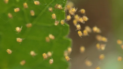 Baby spiders on the web. Stock Footage 97376483