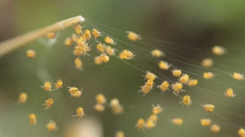 Baby spiders on the web. Stock Footage 97376609