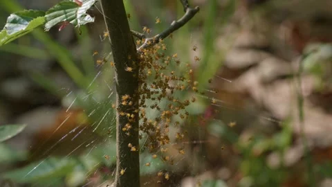 Baby Spiders on Web Stock Footage 147288011