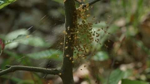 Baby Spiders on Web 動画素材 147288233