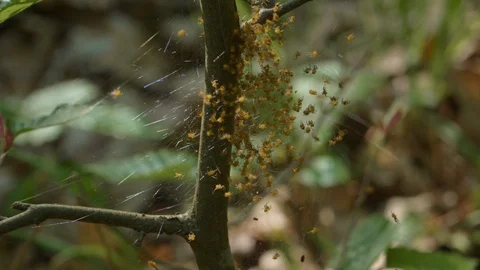Baby Spiders on Web Tree Branch 動画素材 112626937