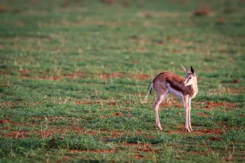 Baby Springbok looking back. Stock Photos
