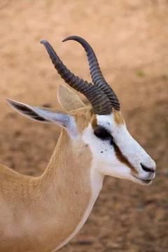 Baby Springbok Stock Photos