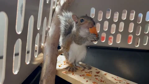 Baby Squirrel Eating Video stock 220220116