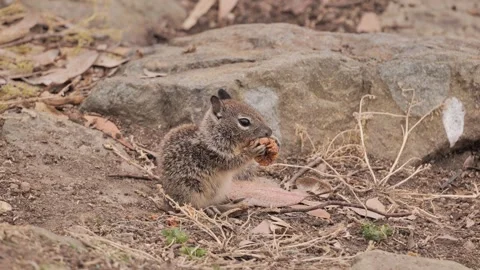Baby squirrel eats Stock Footage 241296741
