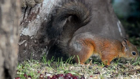 Baby of squirrel Stock Footage 90086032