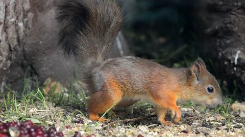 Baby squirrel is looking for a nut 動画素材 90336873