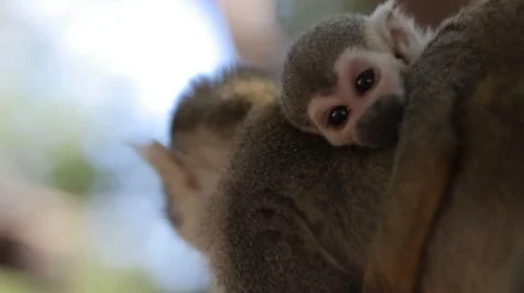 A Baby Squirrel Monkey on the Back of His Mom Stock Footage 55445844