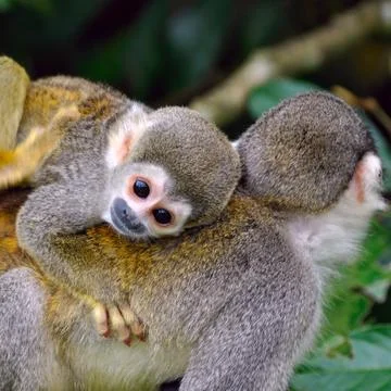 Baby squirrel monkey on the back of his mom in amazon rainforest Stock Photos