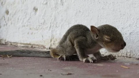 Baby squirrel Stock Photos