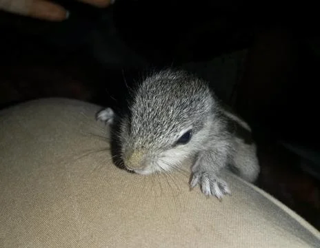Baby squirrel Foto stock