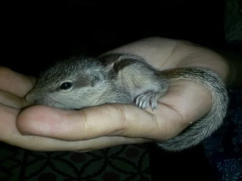Baby squirrel Foto stock