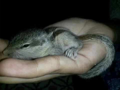 Baby squirrel Foto stock