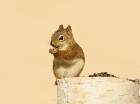 Baby squirrel. Stock Photos