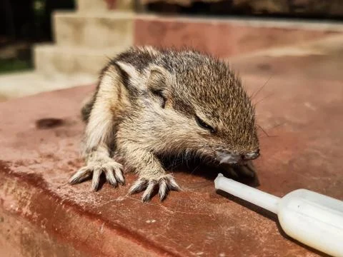 A baby squirrel setting on the table and eat milk. Stock Photos