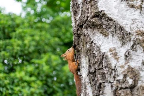 Baby squirrel on a tree Foto stock