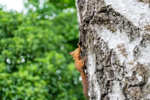 Baby squirrel on a tree Stock Photos