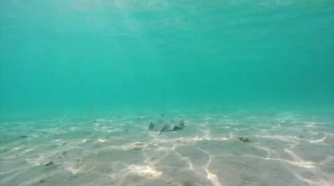 Baby Stingray Stock Footage 53122962
