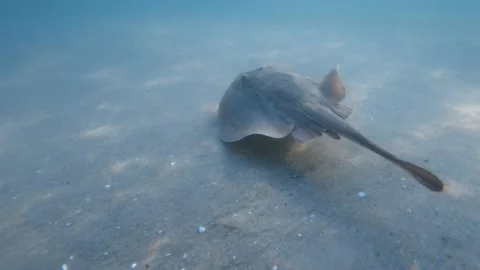 Baby Stingray Stock Footage 170800914