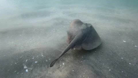 Baby Stingray Stock Footage 170800951
