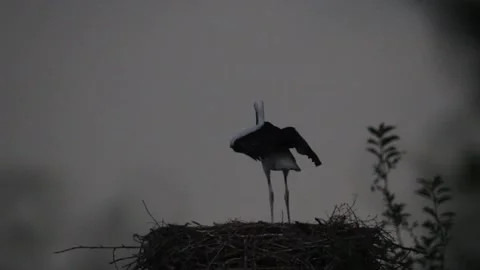 Baby stork tries to fly with the wind Stock Footage