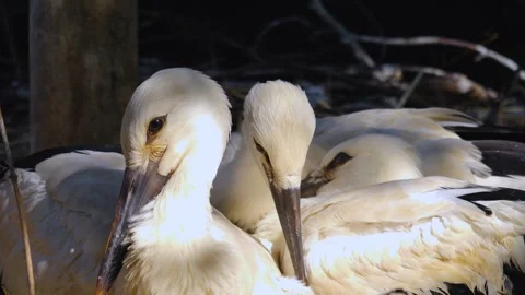 Baby storks in a nest Stock Footage 277252017