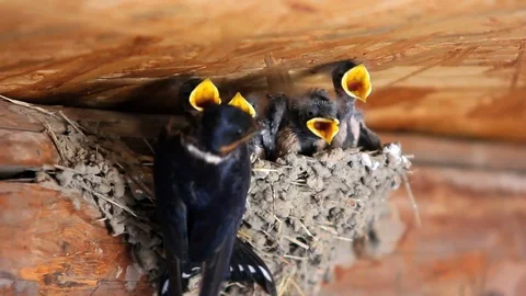 Baby Swallows Stock Footage 74655738