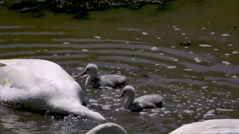 Baby swan gets head comically stuck in mother's neck Stockbeeldmateriaal 272565202
