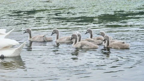 Baby swans in the river Stock Footage 196069343