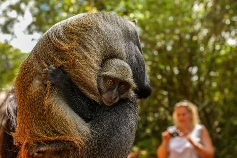 Baby Sykes' Samango monkey (Cercopithecus albogularis) holds onto her mother  Stock Photos