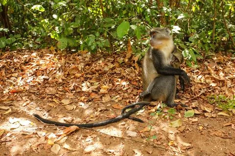 Baby Sykes' Samango monkey (Cercopithecus albogularis) holds onto her mother  Stock Photos