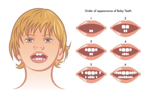 Baby teeth Stock Illustration
