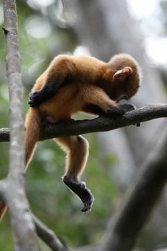 Baby Thai Monkey Foto stock