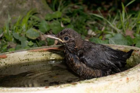 Baby thrush in water drops while swimming Stock Photos