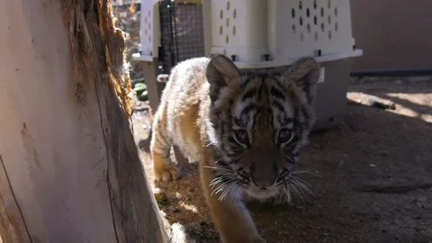 Baby tiger chases camera Stock Footage 85991390