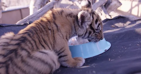 Baby tiger cub gnaws on food dish - close up Stock Footage 85605436