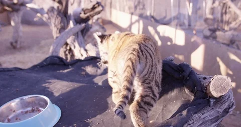 Baby tiger cub slides down awning in pen Stock Footage 85608130