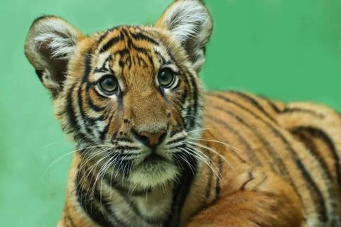 Baby tiger with green background Stock Photos