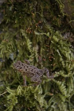 Baby Toad 写真素材