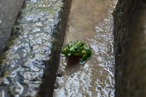 Baby toad Stock Photos