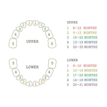 Baby tooth chart Illustrazione stock