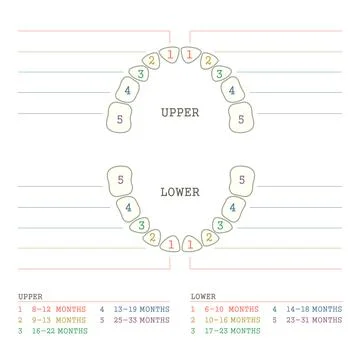 Baby tooth chart Stock Illustration