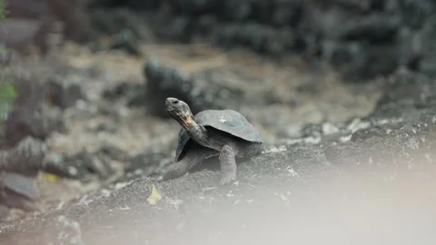 A baby tortoise blinks in slow motion at The Darwin Research Center in The Stock Footage 341700977