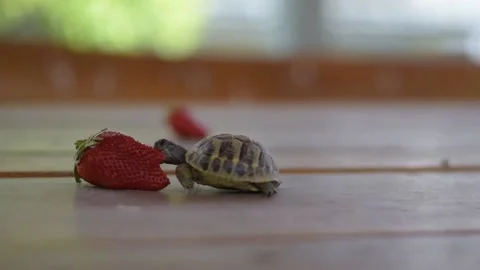 Baby tortoise eats strawberry Stock Footage 154247922
