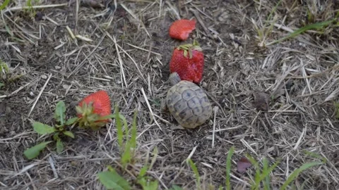 Baby tortoise eats strawberry in grass garden Stock Footage 154247947